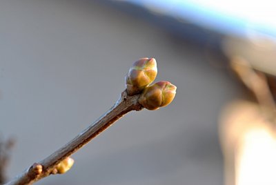 Syringa vulgaris 'Aucubifolia' - šeřík obecný - pupen